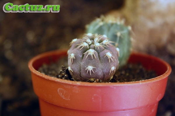 Gymnocalycium mucidum