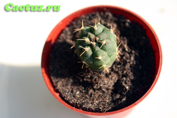 Gymnocalycium catamarcense