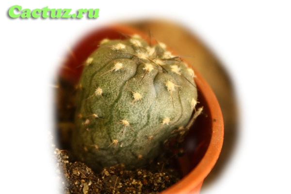 Gymnocalycium spegazzinii