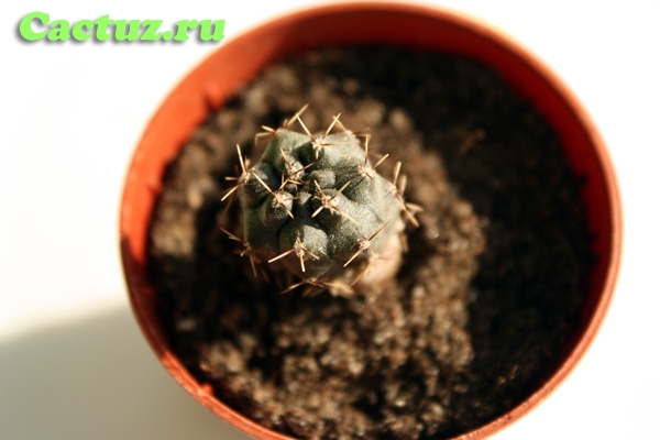 Gymnocalycium gibbosum