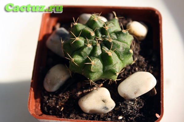 Gymnocalycium anisitsii