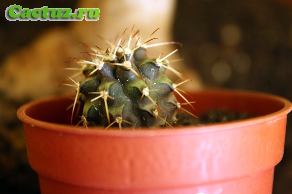 Gymnocalycium schickendantzii