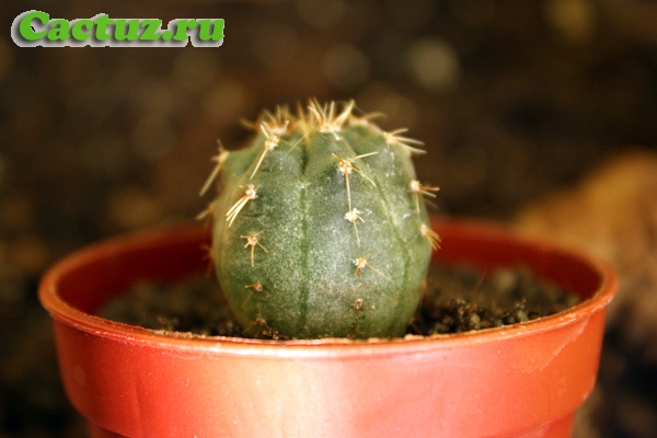 Gymnocalycium schroederianum