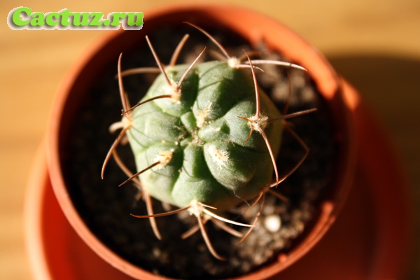 Gymnocalycium tillianum