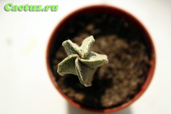 Astrophytum myriostigma