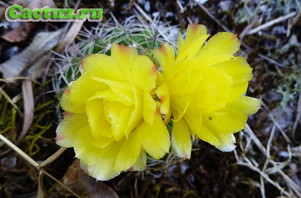 Parodia linkii