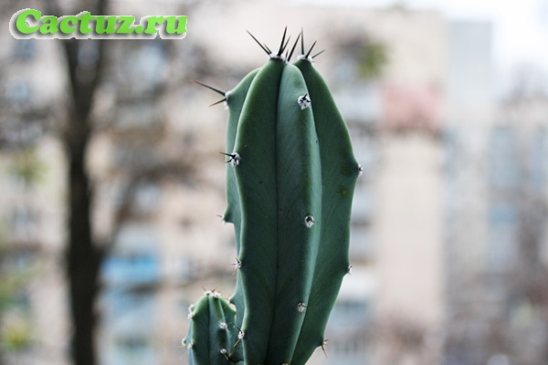 Описание рода Myrtillocactus