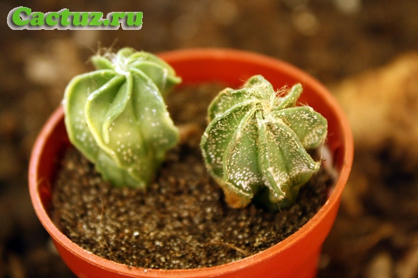 Astrophytum senile