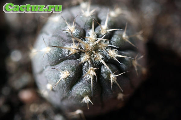 Gymnocalycium moserianum