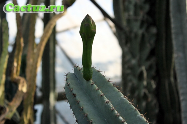 Cereus peruvianus