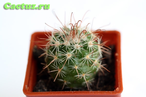 Parodia aureicentra