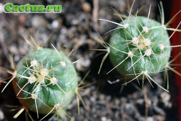 Echinocactus texensis