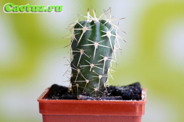 Acanthocalycium ferrarii