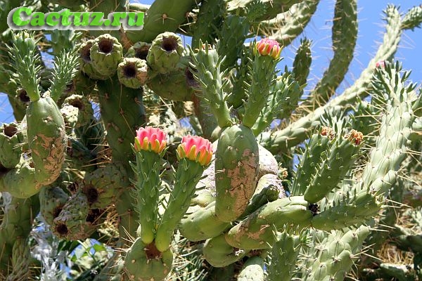 Охрана кактусов в природе