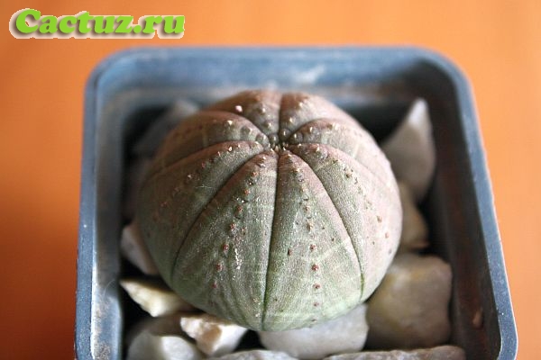 Euphorbia obesa