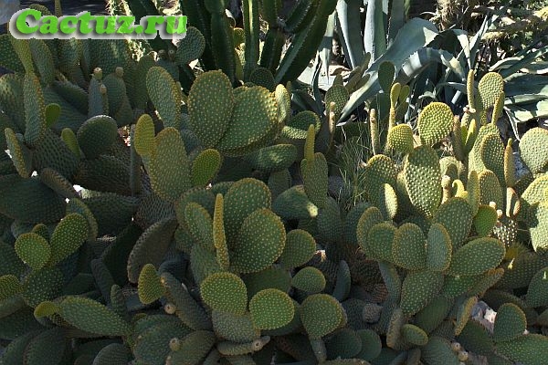 Opuntia microdasys